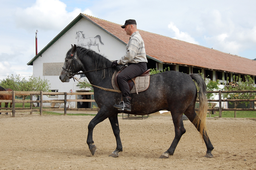 Riding lessons for adults and children "La Mesteceni